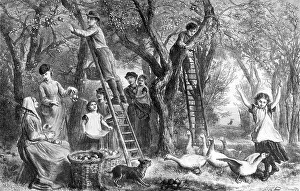 Chicken Prints: Engraving of Apple Orchard with Pickers