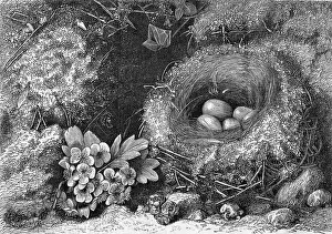 Nest Prints: Engraving Of A Bird'S Nest With Eggs