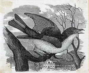Bluebird Prints: Engraving Of Bluebird