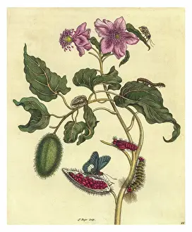 Botanical Illustration Prints: Engraving of a branch of Achiote with the lifecycle of a Firetip Butterfly and a single moth at top right