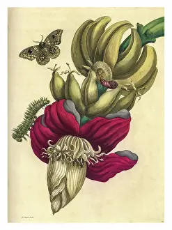 Botanical Illustration Prints: Engraving of a branch of banana with the life stages of a bullseye moth