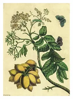 Botanical Illustration Prints: Engraving of a branch of the Yellow Mombin with the life cycle of an unidentified butterfly