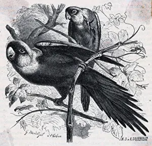 Parrot Prints: Engraving Of Carolina Parrots