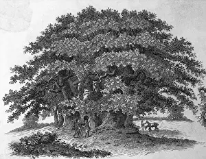 Chestnut Tree Prints: Engraving of a Chestnut Tree