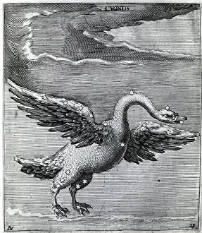 絵画 LIONSAN Engraving of Constellation Cygnus, 1621. Art Prints, Posters