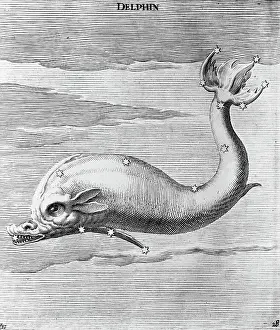 Mythological Theme Prints: Engraving Of Constellation Delphin