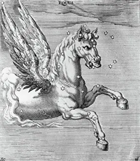 Engraving Of Constellation Equus