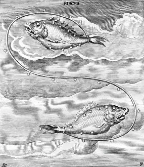 Pisces Prints: Engraving Of Constellation Pisces