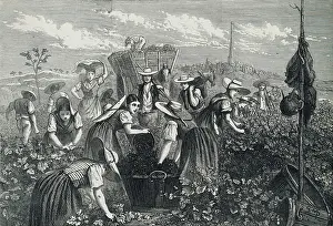 Engraving Depicting Grape Harvest