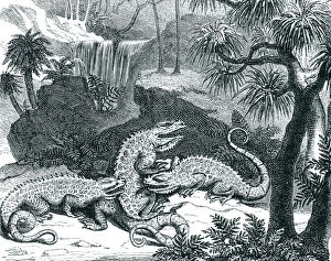 Fighting Gallery: Engraving of dinosaur iguanodon fighting 1872
