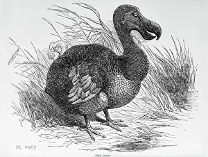 Extinction Prints: Engraving of a Dodo Bird