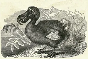 Dodo Prints: Engraving of a Dodo Bird