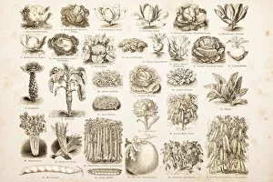 Healthy Eating Collection: Engraving drawings vegetables from 1882