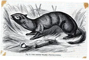 Weasel Prints: Engraving Of An Ermine Weasel