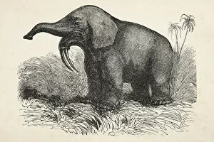 Elephant Gallery: Engraving of extinct elephant Deinotherium from 1872