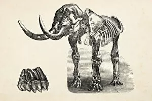 Elephant Gallery: Engraving of extinct elephant mastodon from 1872