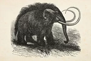 Elephant Gallery: Engraving of extinct woolly mammoth from 1872