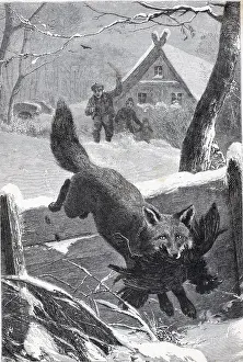 Engraving Of A Fox Stealing A Rooster