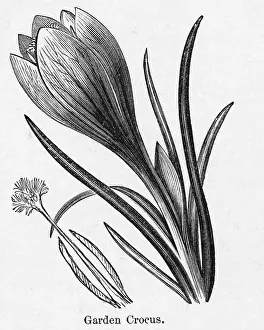 Bulb Prints: Engraving Of The Garden Crocus