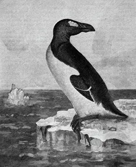 Penguin Prints: Engraving of the Great Auk