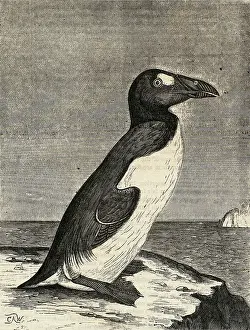 Engraving of Great Auk