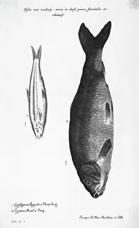 Carp Prints: Engraving Of A Greyfling And A Carp