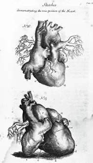 Engraving of Human Heart