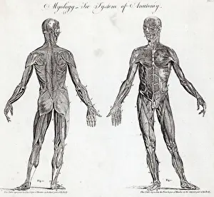 Engraving Of Human Muscular Anatomy