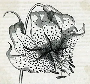 Lily Prints: Engraving Of Lily Flower