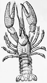 Lobster Prints: Engraving Of A Lobster