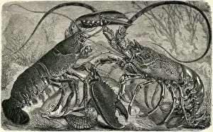 Engraving of Lobster and Spring Lobster