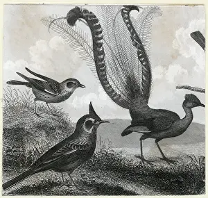 Engraving Of A Lyrebird