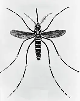 Yellow Fever Prints: Engraving of a Mosquito