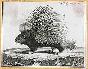 Porcupine Prints: Engraving Of A Porcupine
