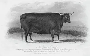 Engraving of Prize Winning Devon Steer