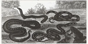 Snake Gallery: Engraving of reptiles and amphibians from Iconographic Encyclopedia of Science, Literature & Art