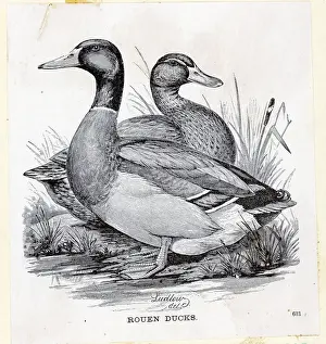 Engraving Of Rouen Ducks On Land