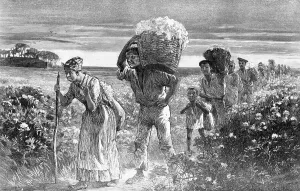 Carrying Prints: Engraving of Slaves Leaving Cotton Fields
