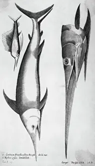 Engraving Of Swordfish