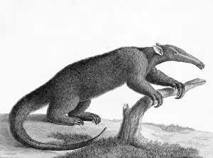 Anteater Prints: Engraving Of A Tamandua (Anteater)