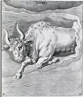 Engraving Of Taurus