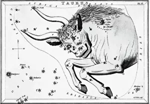 Bull Prints: Engraving Of Taurus, Front Half Of Bull