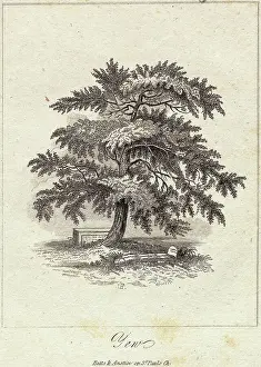 Engraving of Yew Tree