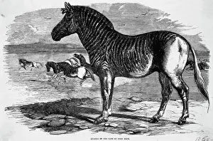 Zebra Prints: Engraving Of Zebra Relative In Africa