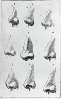Nose Prints: Engravings Depicting Various Noses