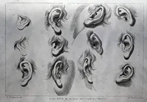 Engravings of Human Ears by Francesco Bartollozi After Giovanni Battista Cipriani