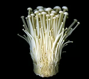 Images Dated 21st October 2009: ENOKI mushrooms
