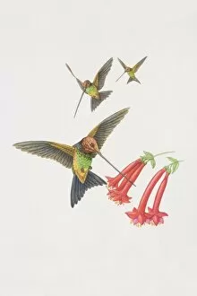 Ensifera ensifera, Sword Billed Hummingbird, three long-beaked hummingbirds hovering by flowerheads
