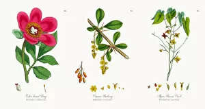 Images Dated 10th November 2017: Entire-leaved Peony, Paeonia corallina, Victorian Botanical Illustration, 1863