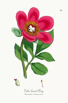 Images Dated 25th September 2017: Entire-leaved Peony, Paeonia corallina, Victorian Botanical Illustration, 1863